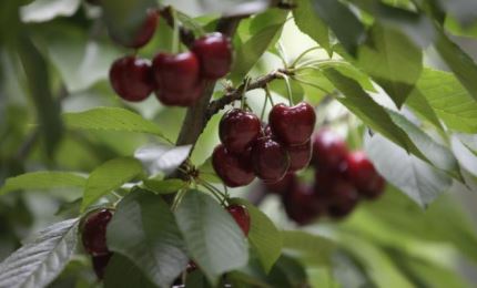 Vietnam y Chile intercambiarán pomelos y cerezas en comercio agrícola