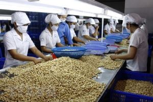 Vietnam resalta con su primera posición mundial en la exportación de anacardo