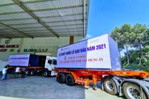 Vietnam exporta primer lote de arroz de 2021 a Malasia y Singapur