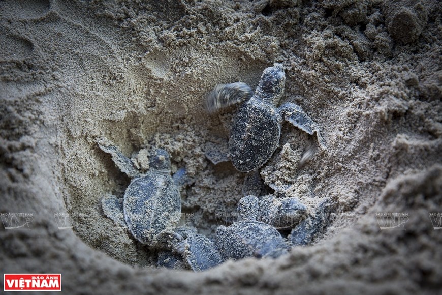 Los huevos de tortuga marina tienen un período de incubación de aproximadamente dos meses. Foto: VNP