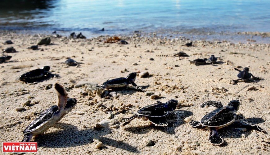 Más de 150 000 tortugas jóvenes son lanzadas al mar cada año. Foto: VNP