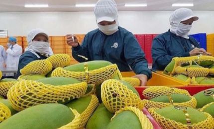 Vietnam recibe $944 millones en exportaciones de frutas y verduras en el primer trimestre